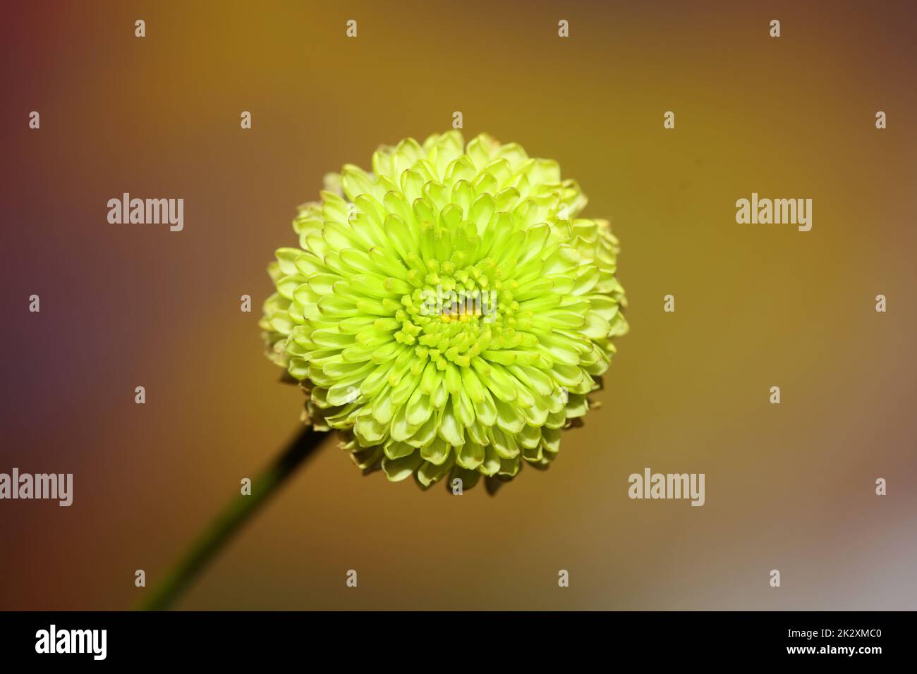 Grüne Blütenblüte Nahaufnahme Chrysanthemum indicum Family Compositae botanischer Hintergrund hochwertiger großformatiger Druck Hausdekoration Stockfoto