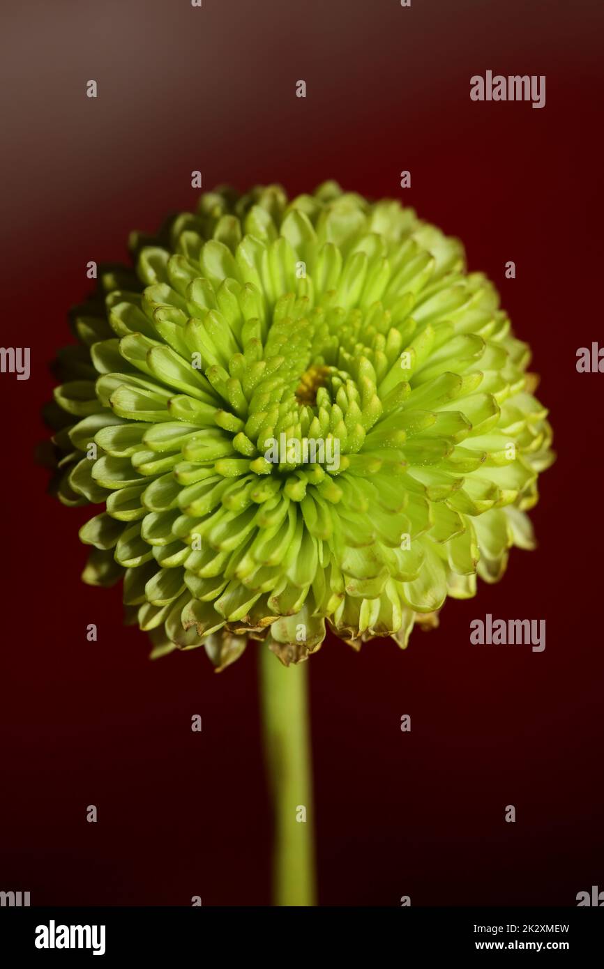 Grüne Blütenblüte Nahaufnahme Chrysanthemum indicum Family Compositae botanischer Hintergrund hochwertiger großformatiger Druck Hausdekoration Stockfoto