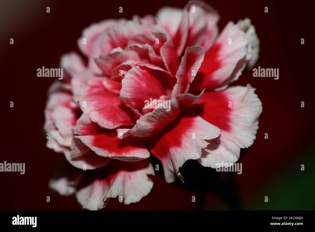 Rote Blütenblüten nähern sich der Familie Dianthus caryophyllus caryophyllaceae botanischer Hintergrund moderner, hochwertiger Großdruck Stockfoto