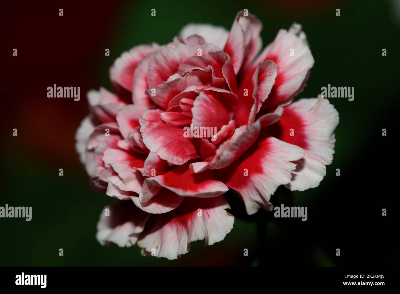 Rote Blütenblüten nähern sich der Familie Dianthus caryophyllus caryophyllaceae botanischer Hintergrund moderner, hochwertiger Großdruck Stockfoto