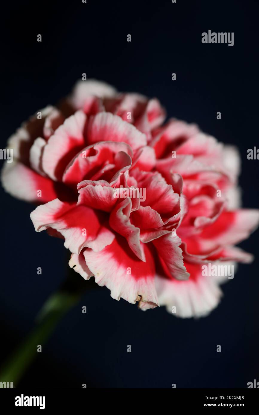 Rote Blütenblüten nähern sich der Familie Dianthus caryophyllus caryophyllaceae botanischer Hintergrund moderner, hochwertiger Großdruck Stockfoto