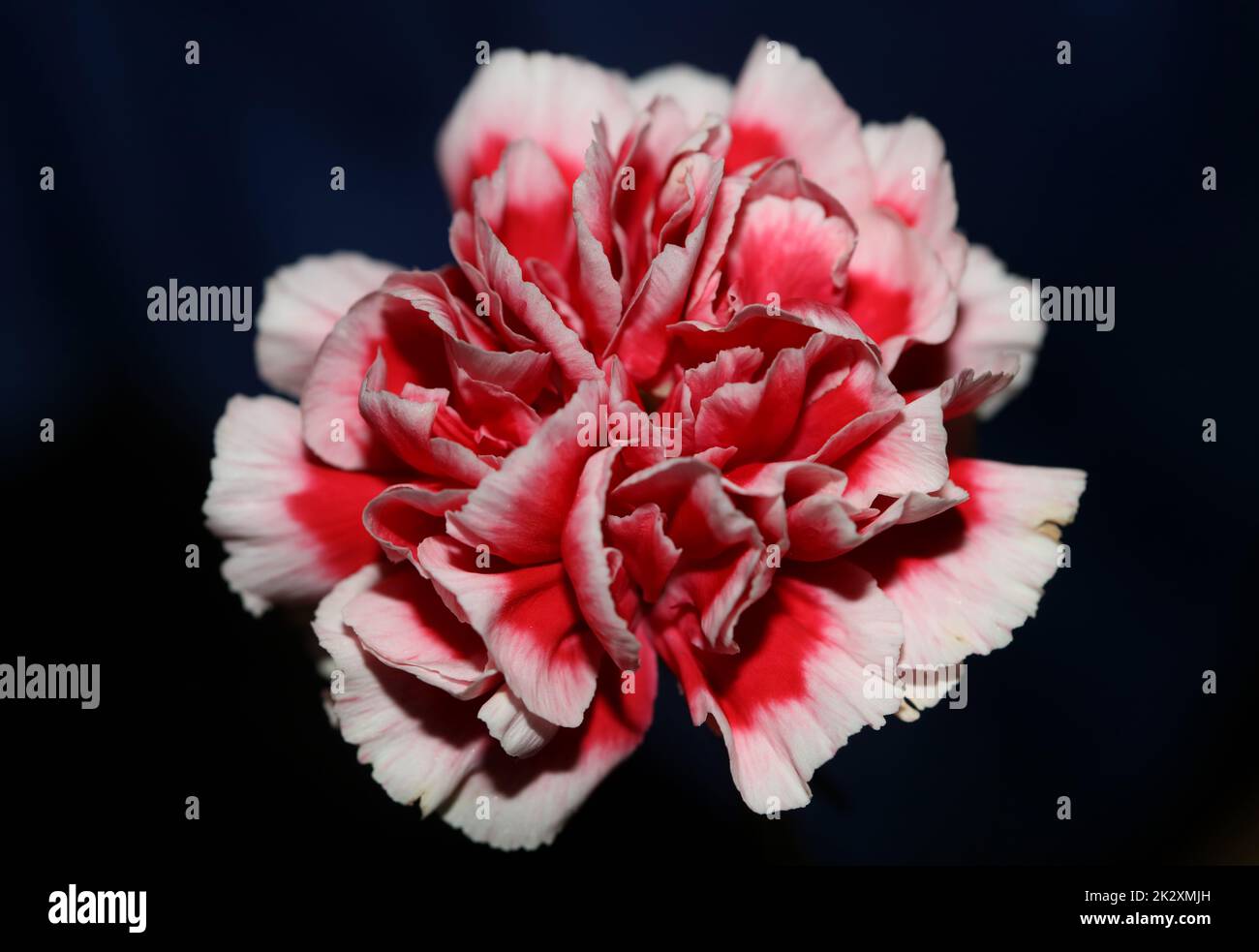 Rote Blütenblüten nähern sich der Familie Dianthus caryophyllus caryophyllaceae botanischer Hintergrund moderner, hochwertiger Großdruck Stockfoto