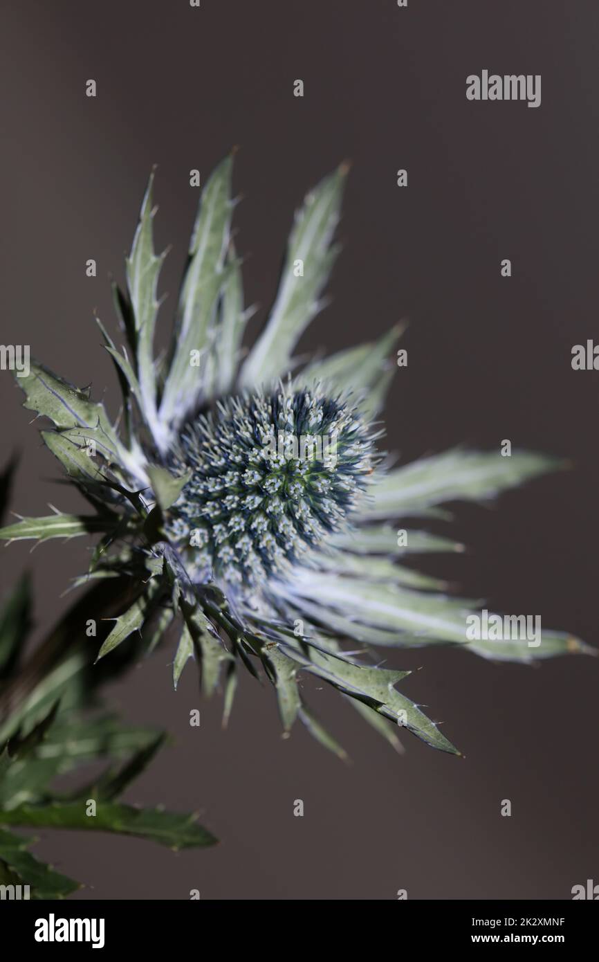 Wilde Gebirgsblume Sommerblüte Eryngium planum Familie Apiaceae moderner botanischer Hintergrund hochwertiges großformatiges Wandposter Stockfoto