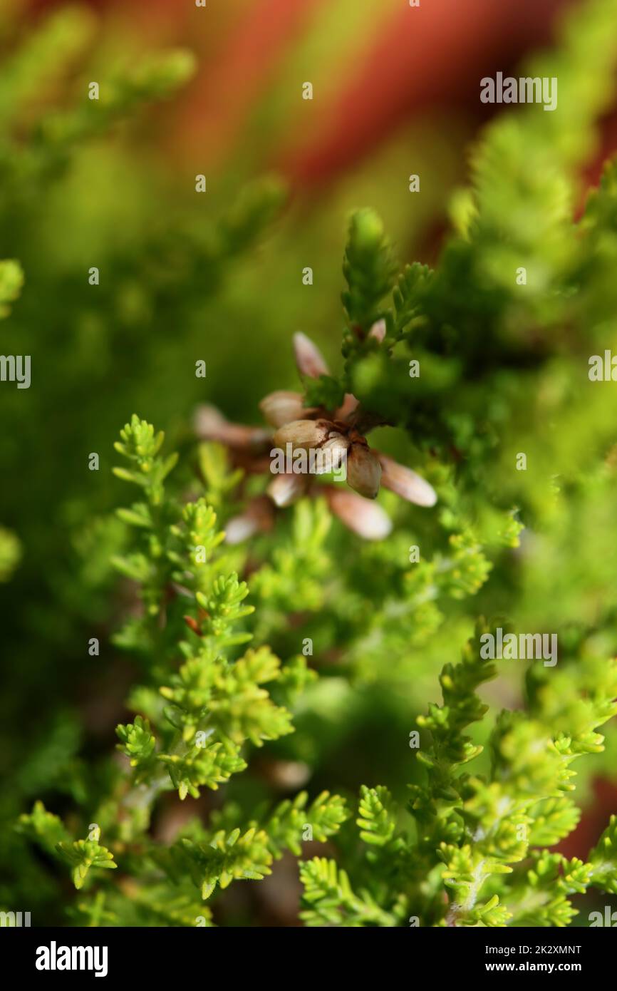 Grüne Blätter botanischer Hintergrund erica sativa Familie ericaceae große, hochwertige, moderne Drucke Stockfoto