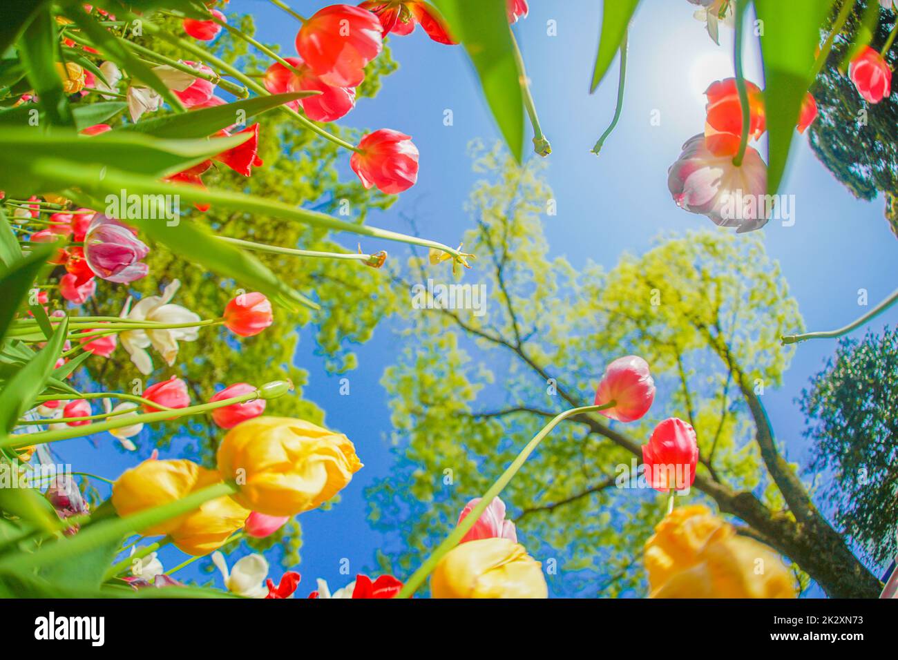 Bunte Tulpen und schönes Wetter Stockfoto