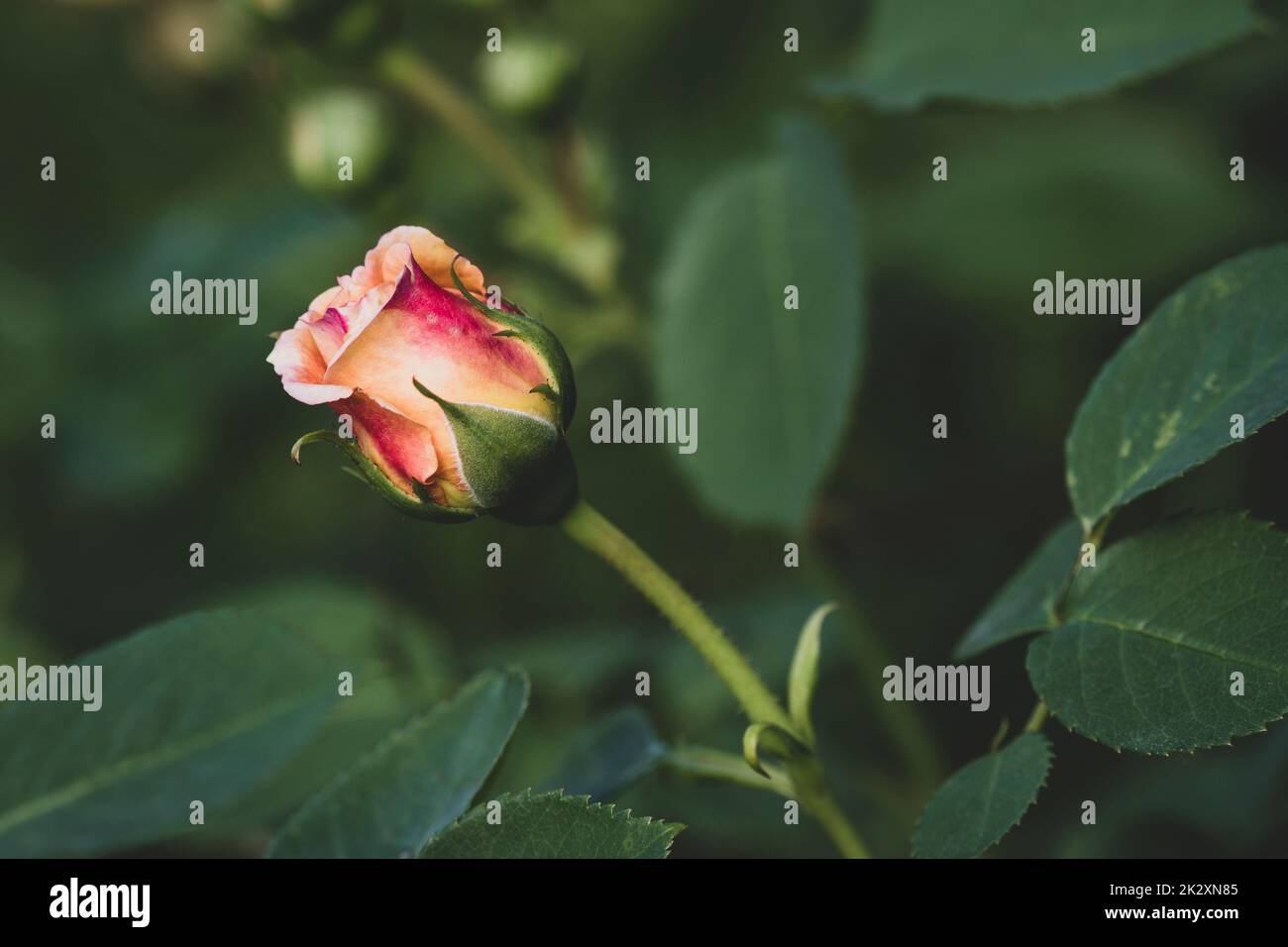 Wunderschöne wilde Rose, selektiver Fokus, Makroaufnahmen Stockfoto