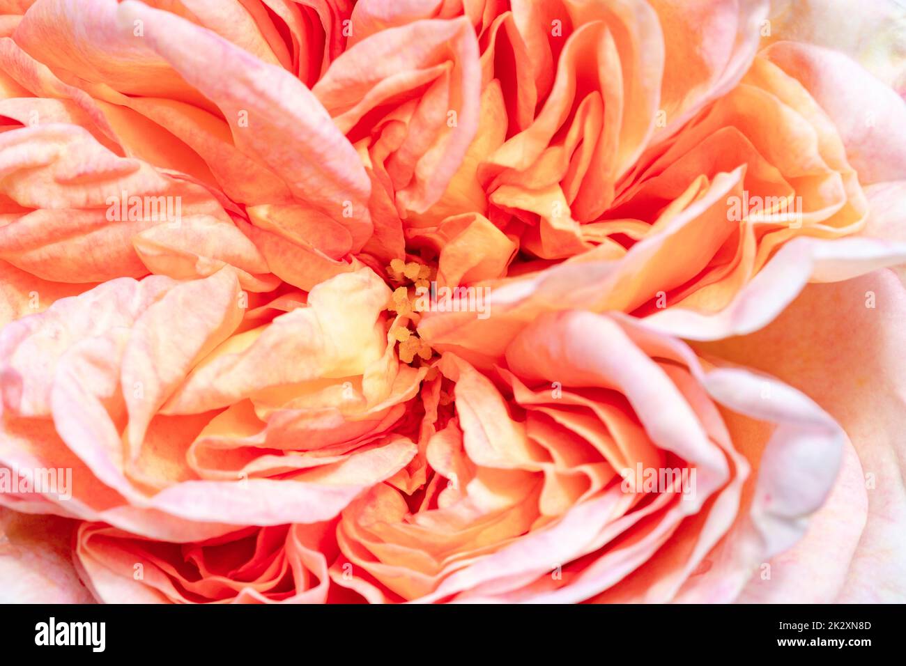 Blütenrosa Nahaufnahme Stockfoto