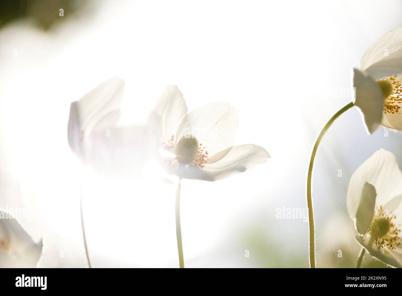 Schöne weiß blühende Pflanze Anemone sylvestris, Natur Stockfoto