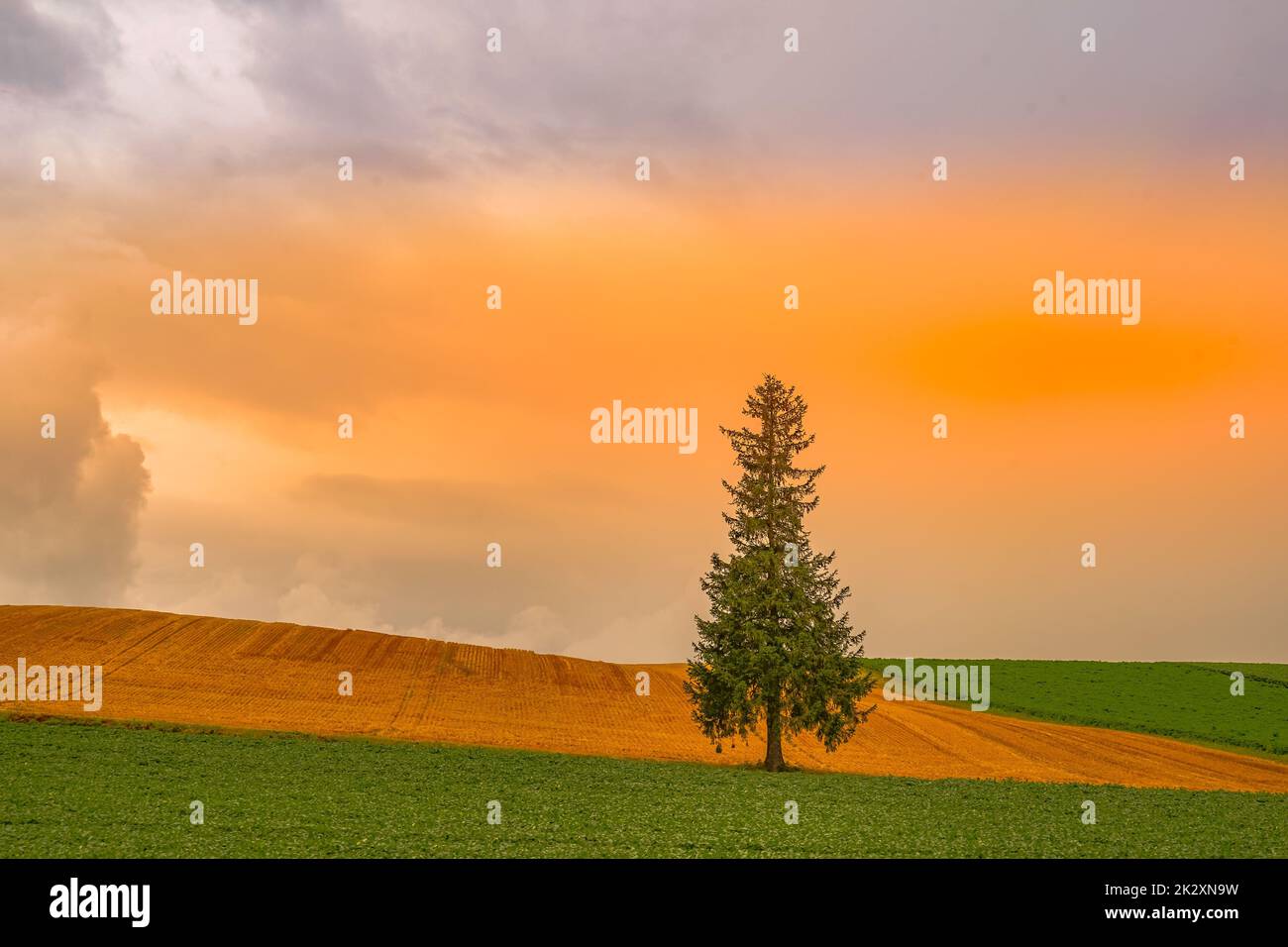 Weihnachtsbaum und Sonnenuntergang (Hokkaido Biei-Cho) Stockfoto