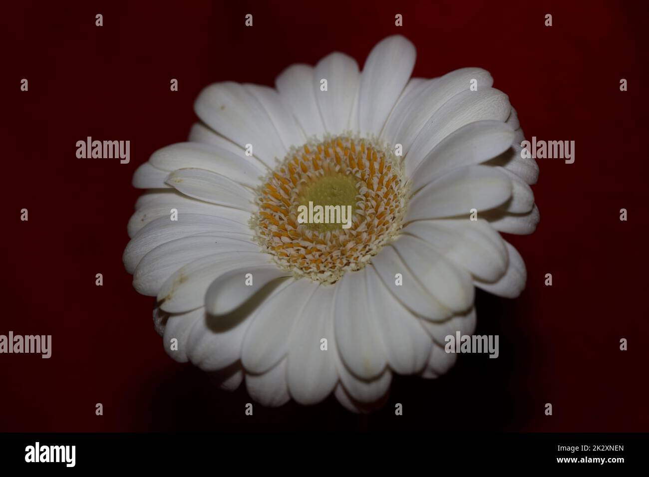 Weiße Blütenblüten Nahaufnahme botanischer Hintergrund Gerbera jamesonii Familie Compositae großer, hochwertiger Druck Stockfoto