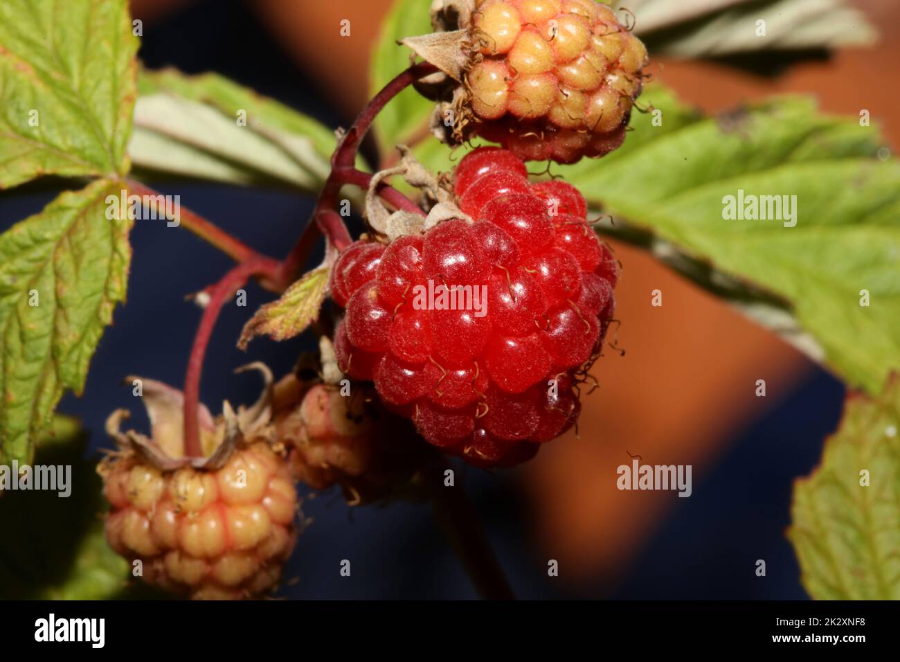 Wilde rote Beeren Nahaufnahme moderner botanischer Hintergrund rubus occidentalis Familie rosaceae qualitativ hochwertige, große Essdrucke Stockfoto