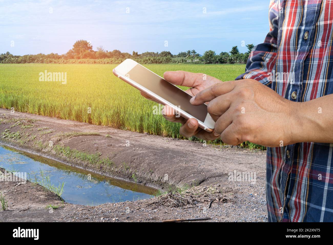 Farmer nutzen digitales Mobiltelefon, um Daten in der Reislandwirtschaft, Smart Farming Concept, zu sammeln, zu melden und zu analysieren. Stockfoto