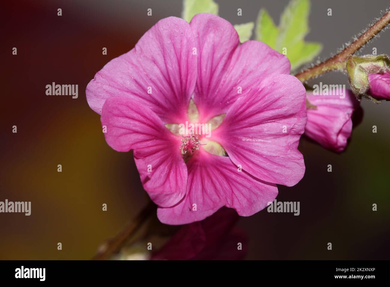 Lila Wildblumen Blütenblüte Nahaufnahme malva arborea Familie malvaceae moderner botanischer Hintergrund hoher Qualität großformatiger Druck Stockfoto