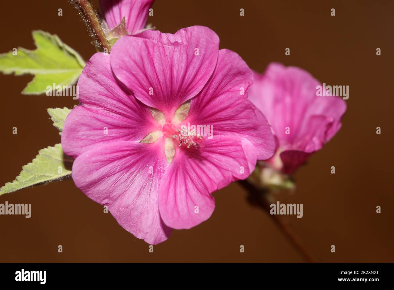 Lila Wildblumen Blütenblüte Nahaufnahme malva arborea Familie malvaceae moderner botanischer Hintergrund hoher Qualität großformatiger Druck Stockfoto