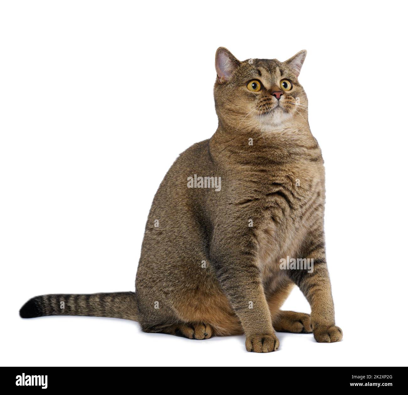 Erwachsene graue Katze scottish gerade sitzt auf einem weißen Hintergrund Stockfoto