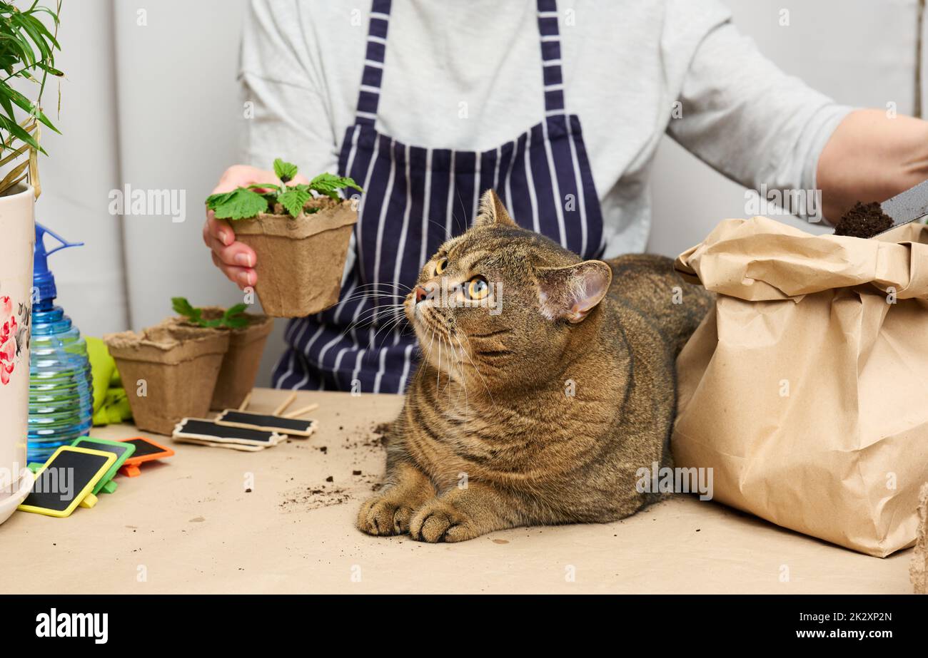 Die Frau pflanzt Pflanzen in Plastikbechern auf dem Tisch, neben einer erwachsenen grauen Katze liegt Stockfoto