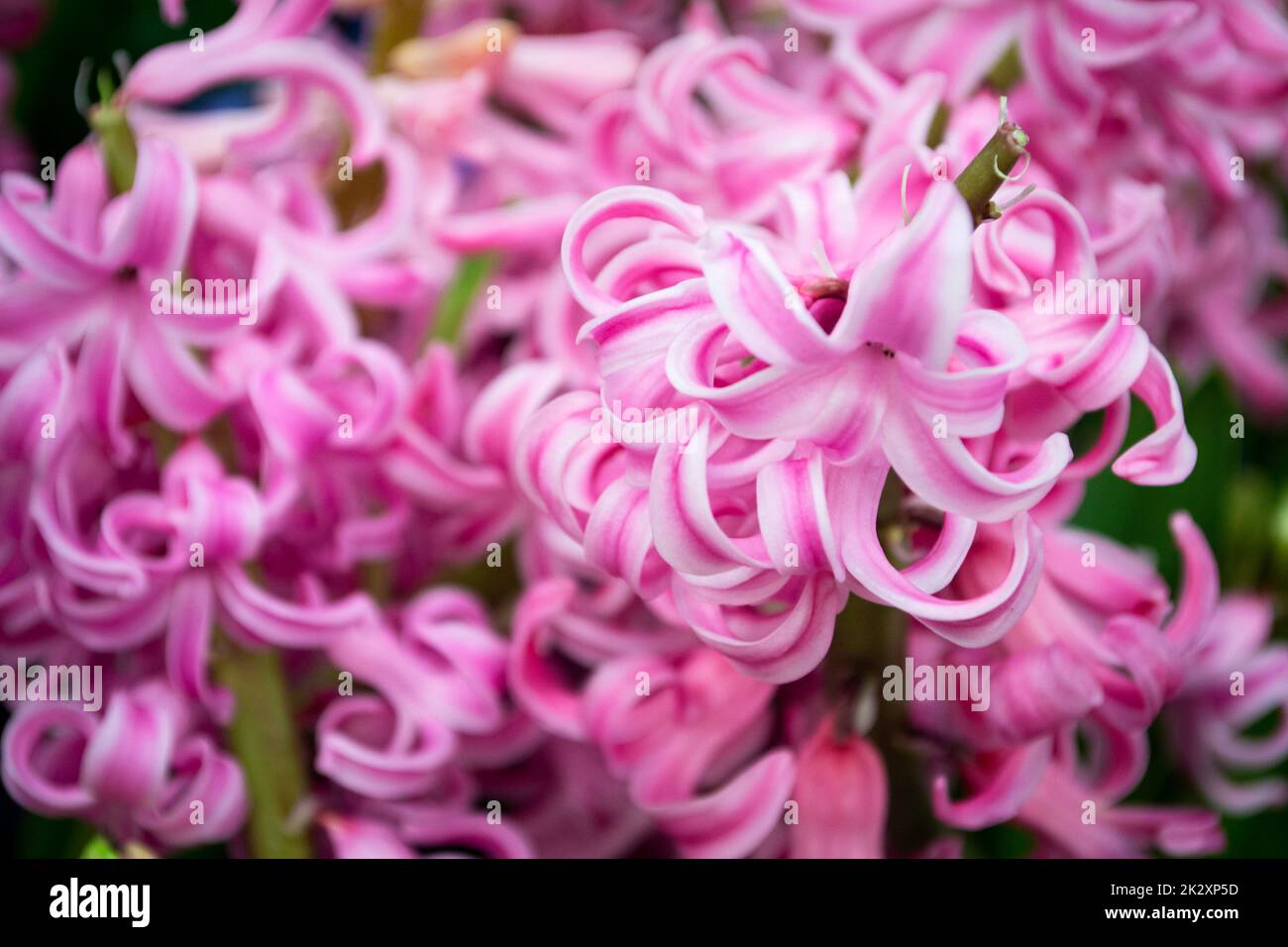 Hyazinth Rosa Überraschung holländische Hyazinth, Rosa Rosenperlen Hyazinth. Frühlingsblumen. Die Nahtstruktur rosa Blüten Stockfoto