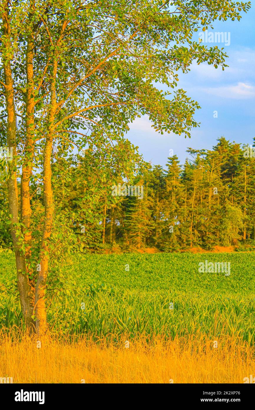 Norddeutsche landwirtschaftliche Feld Wald Bäume Natur Landschaft Panorama Deutschland. Stockfoto