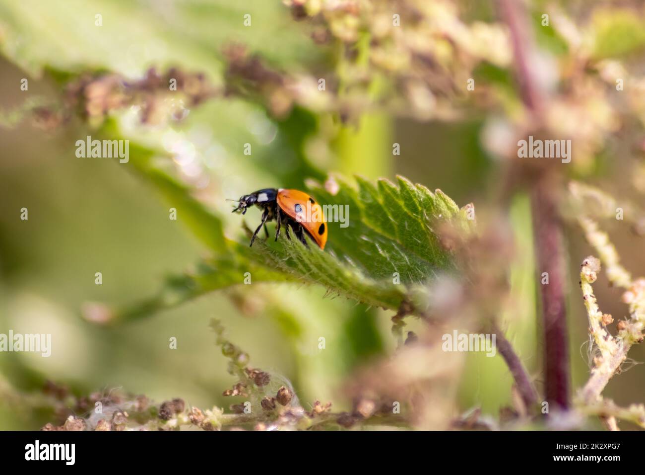 Wunderschöner, schwarz gepunkteter roter Marienkäfer, der in eine Pflanze klettert, mit verschwommenem Hintergrund, Kopierraum, der nach Pflanzenlauen sucht, um sie als nützliches Organismus Schädlingsbekämpfung nützliches Tier im Garten zu töten Stockfoto