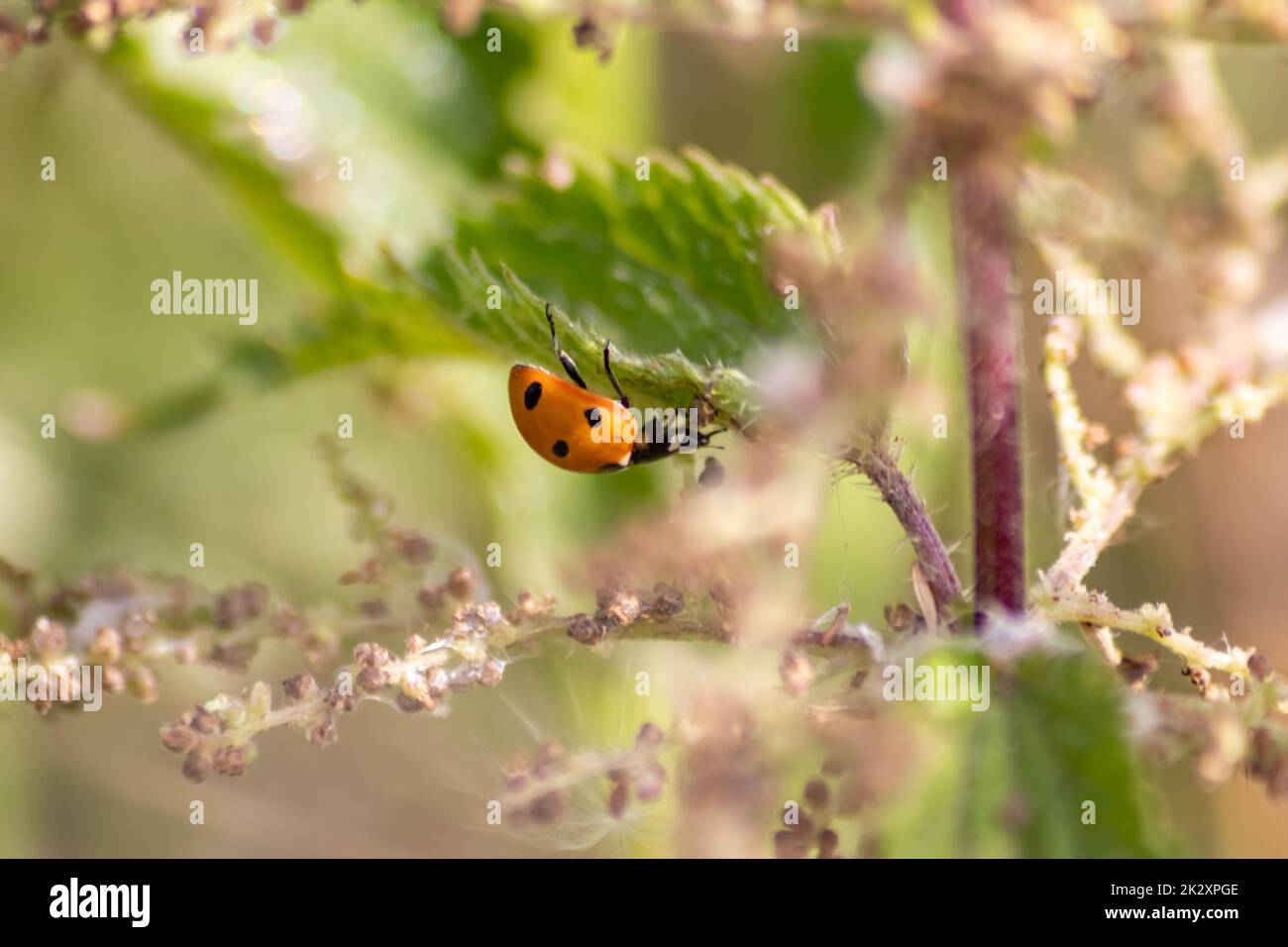 Wunderschöner, schwarz gepunkteter roter Marienkäfer, der in eine Pflanze klettert, mit verschwommenem Hintergrund, Kopierraum, der nach Pflanzenlauen sucht, um sie als nützliches Organismus Schädlingsbekämpfung nützliches Tier im Garten zu töten Stockfoto
