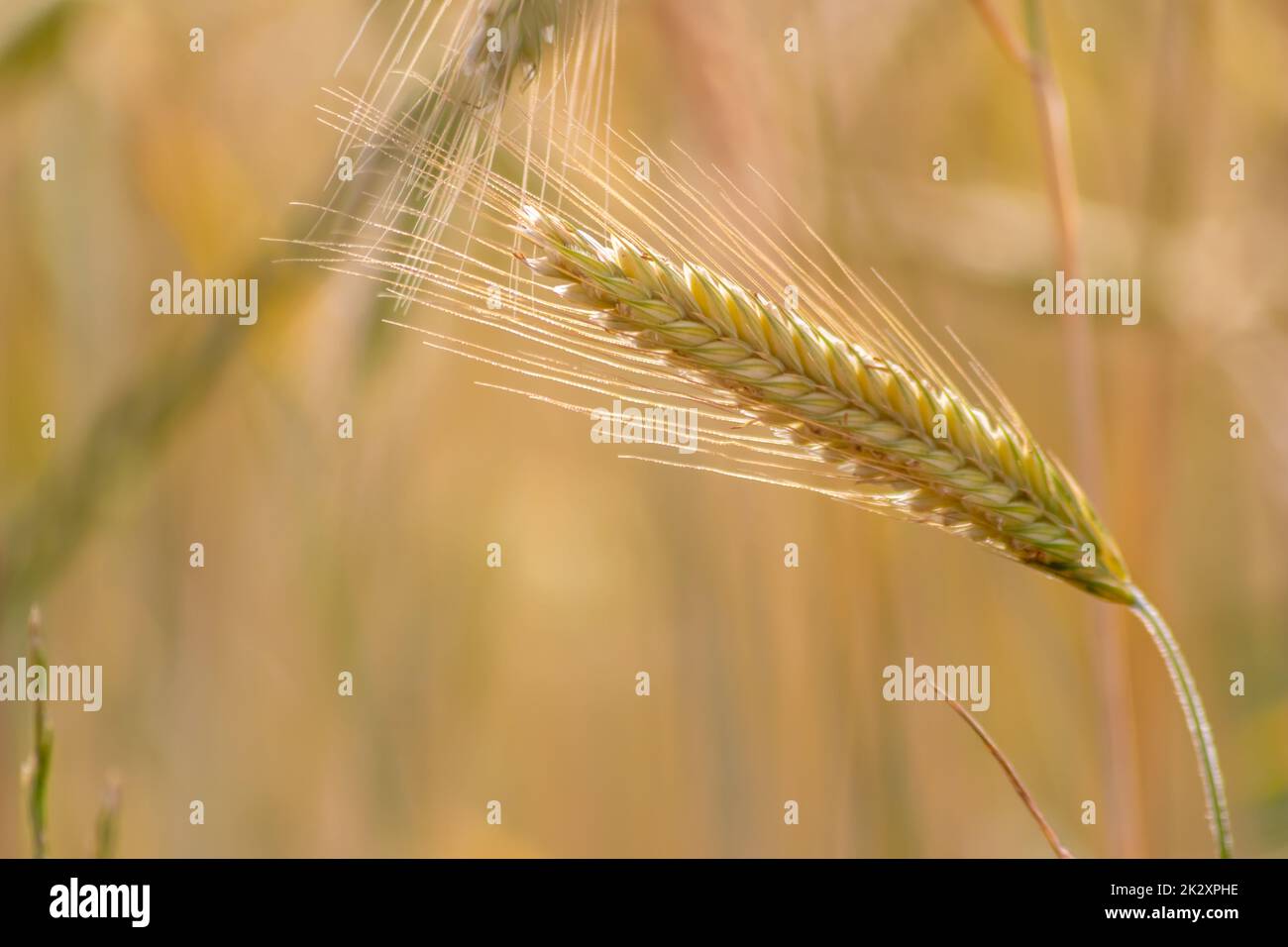Der Anbau von Getreidearten, reifender Weizen, der auf die Sommerernte wartet, und landwirtschaftlichen frischen Zutaten mit ökologischem Landbau erfordert Regentropfen auf frischem Feld, um Brot und Getreide herzustellen Stockfoto
