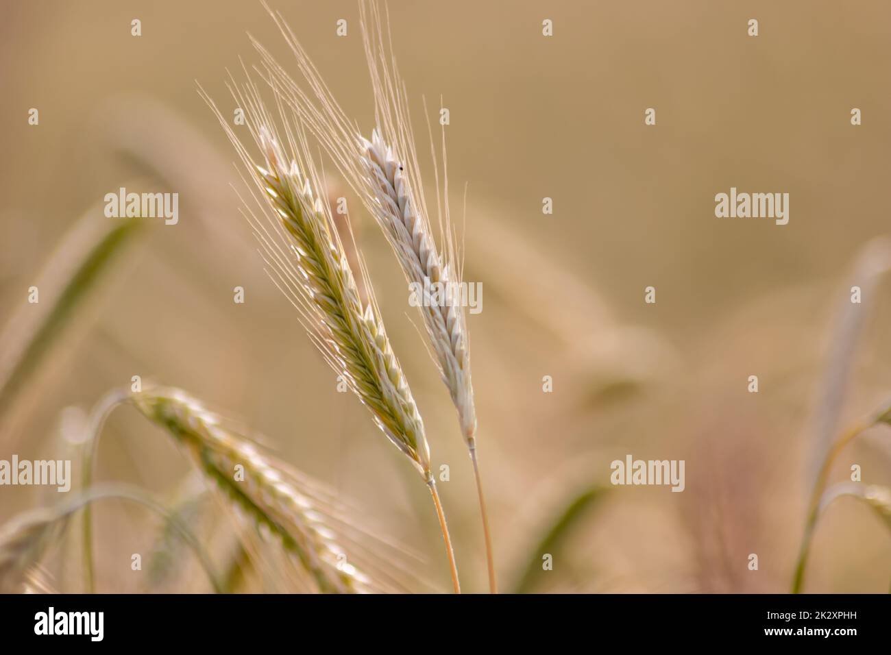 Der Anbau von Getreidearten, reifender Weizen, der auf die Sommerernte wartet, und landwirtschaftlichen frischen Zutaten mit ökologischem Landbau erfordert Regentropfen auf frischem Feld, um Brot und Getreide herzustellen Stockfoto