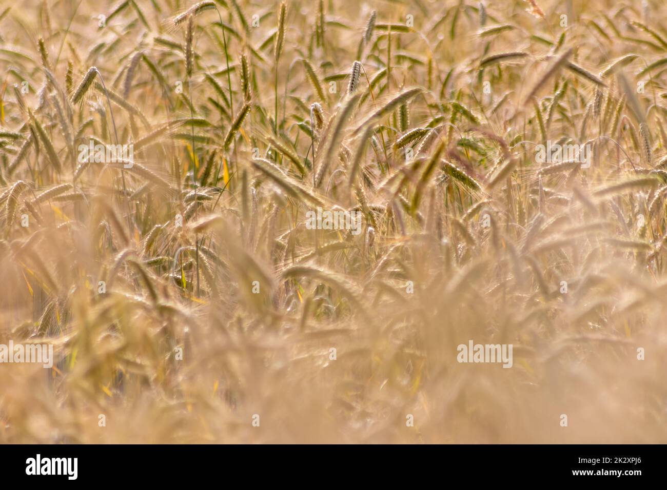 Der Anbau von Getreidearten, reifender Weizen, der auf die Sommerernte wartet, und landwirtschaftlichen frischen Zutaten mit ökologischem Landbau erfordert Regentropfen auf frischem Feld, um Brot und Getreide herzustellen Stockfoto