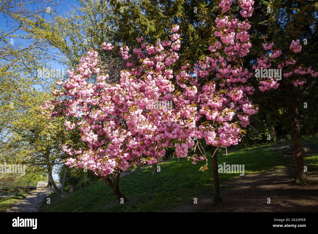 Japanische Kirsche Blüte im Frühjahr Stockfoto