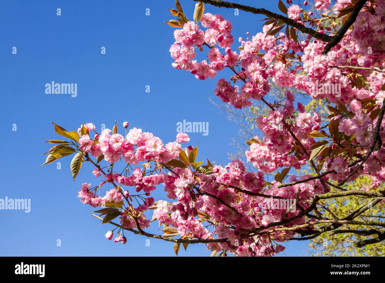 Japanische Kirschblüte verzweigt im Frühling Stockfoto