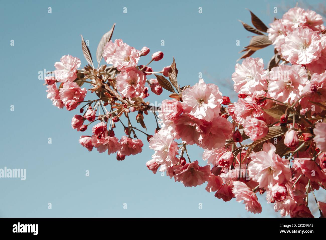 Japanische Kirschblüte verzweigt im Frühling Stockfoto