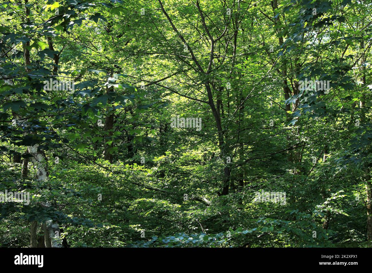 Gemischter Laubwald im Sommer, sieht aus wie ein Blick in den Dschungel Stockfoto