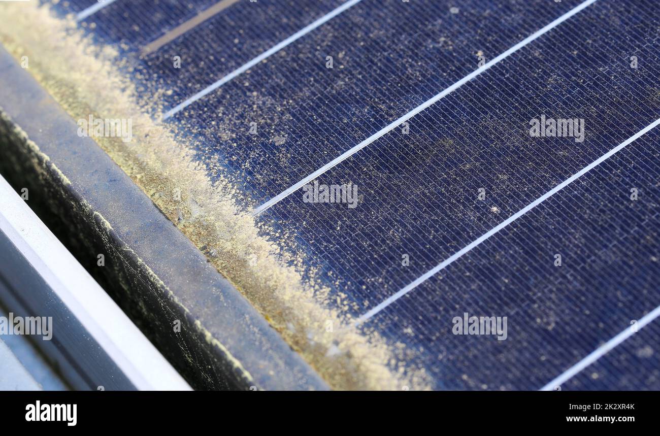 Pollen reduziert die Einspeisung von Strom in Solarzellen Stockfoto