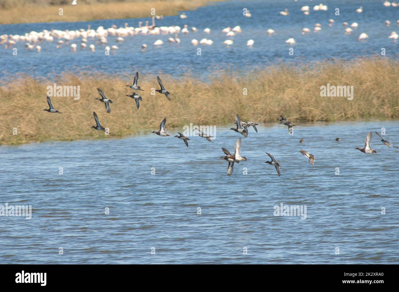 Garganey Spatula querquedula fliegt über eine Lagune. Stockfoto