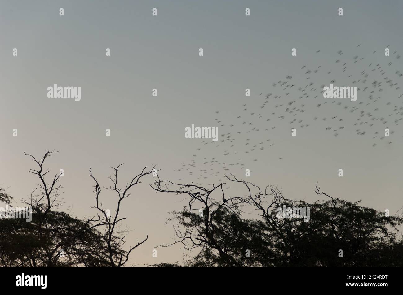 Vogelherde im Flug bei Sonnenuntergang. Stockfoto