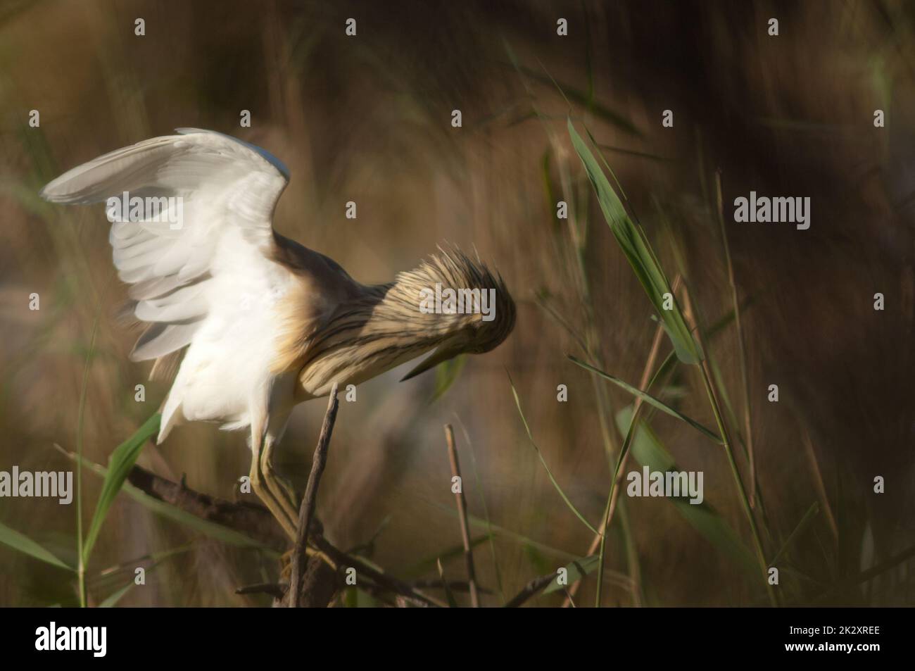 Raucherheron Ardeola ralloides, der sich an einem Ast dehnt. Stockfoto