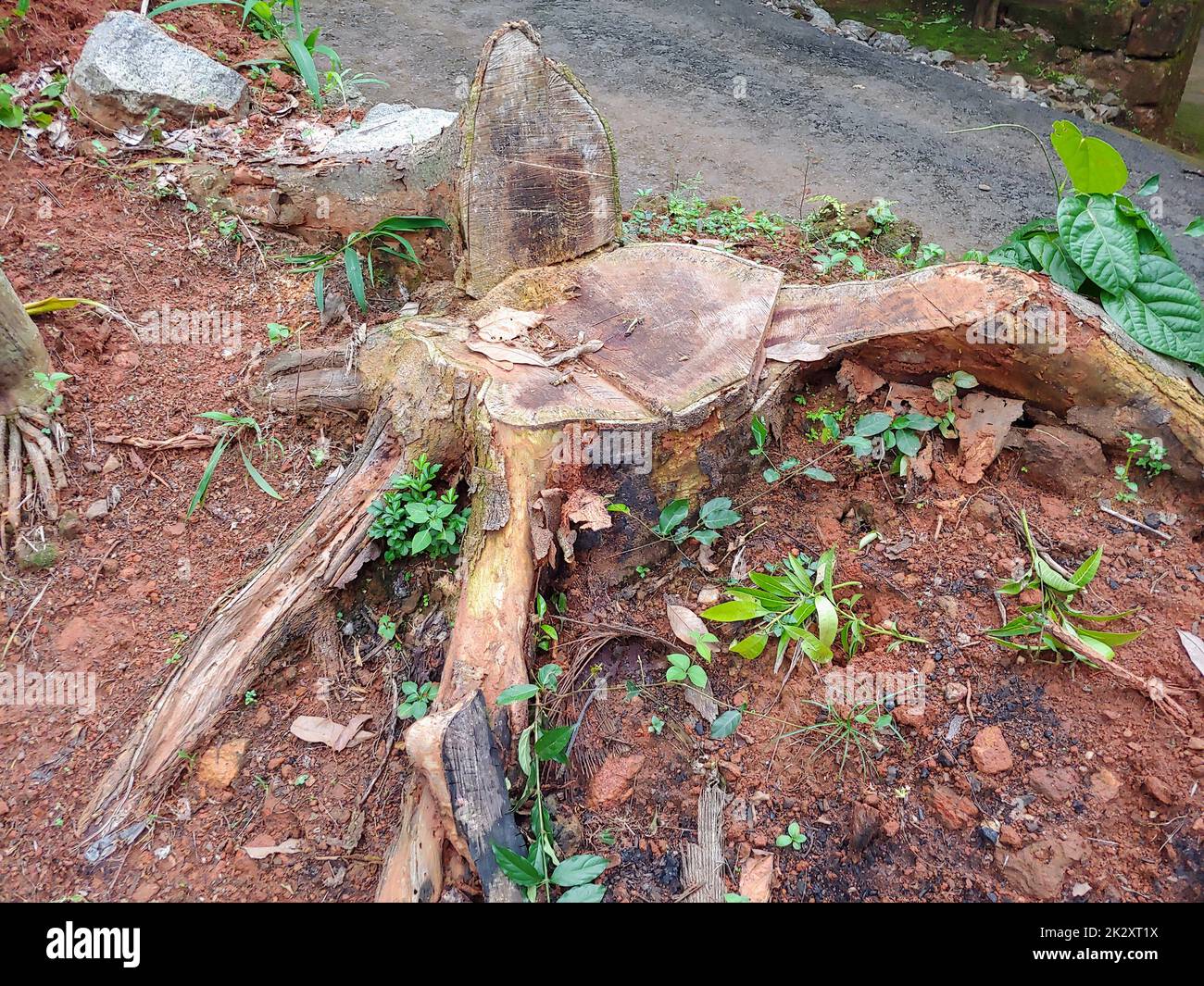 Ein Abschnitt, ein heruntergefallener Baum Stockfoto