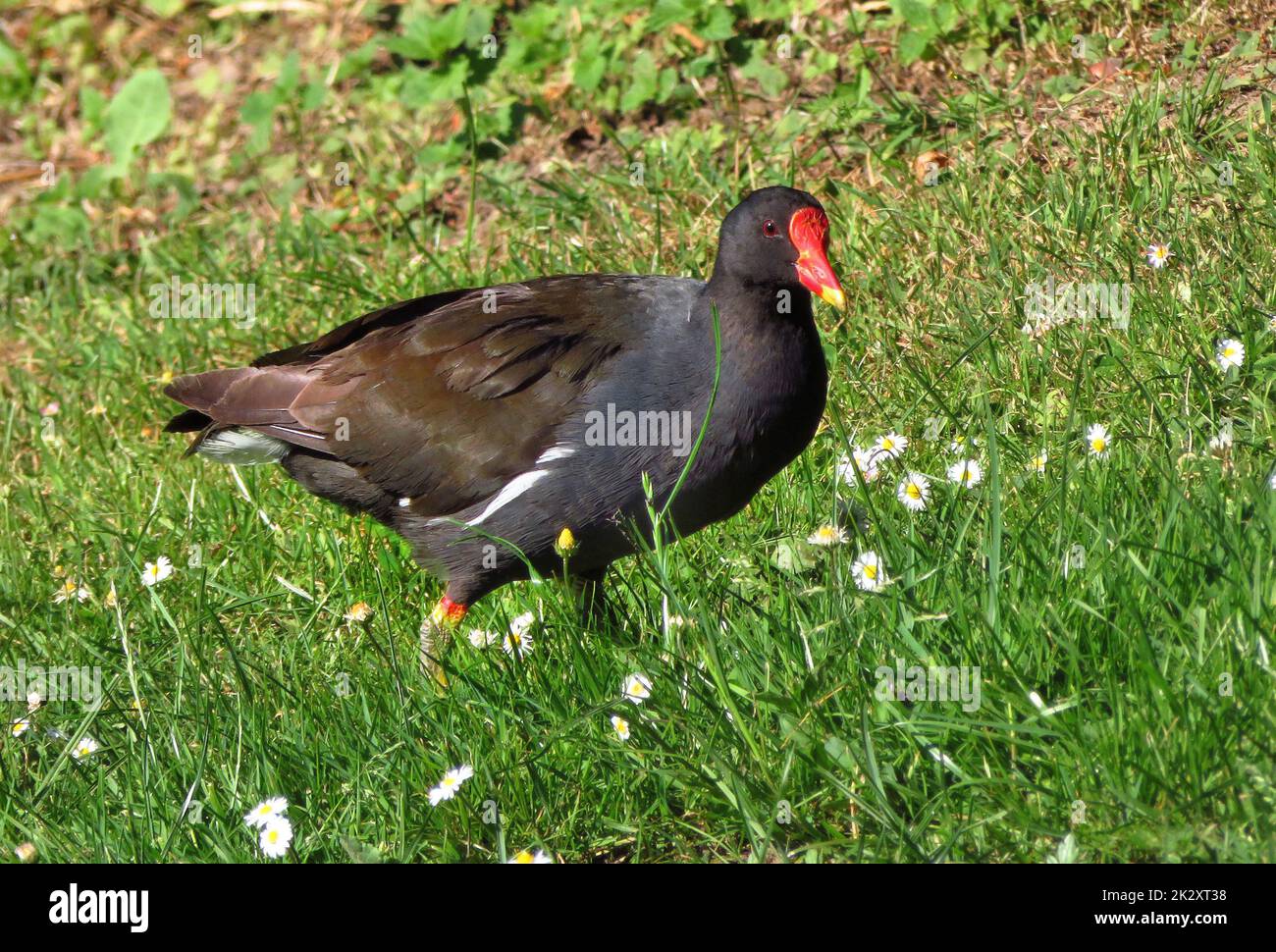 Gemeiner Moorhen, Gallinula chloropus Stockfoto