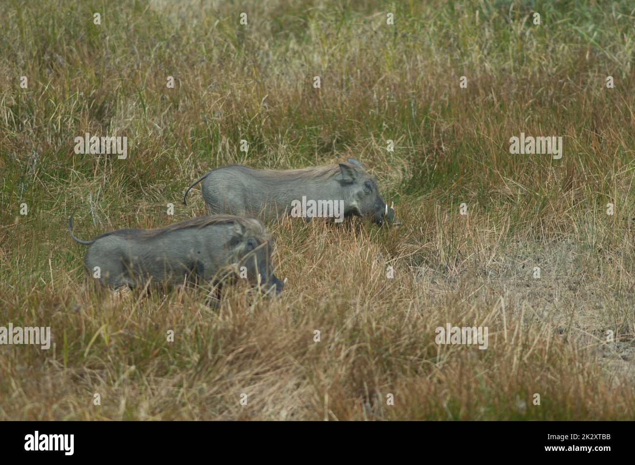 Nolan Warzenschweine Phacochoerus africanus africanus im Gras. Stockfoto