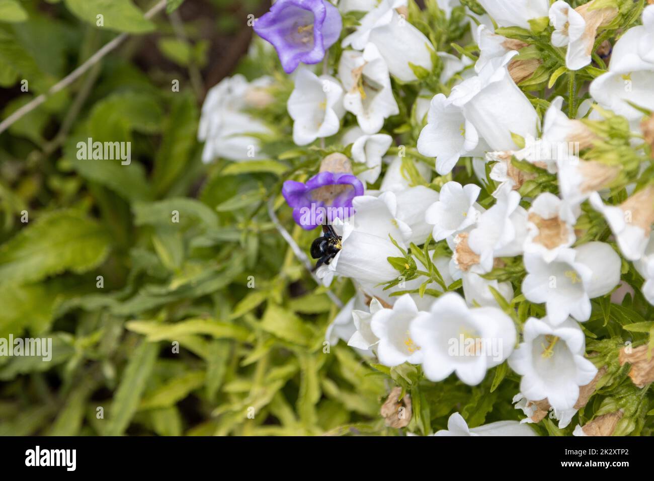 Eine blaue Holzbiene, Xylocopa violacea, sucht in einer Blume nach Pollen Stockfoto