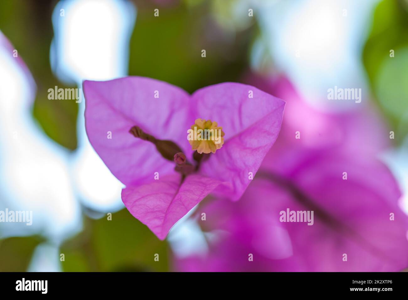 Kleine rosa Blumen Hintergrund Stockfoto