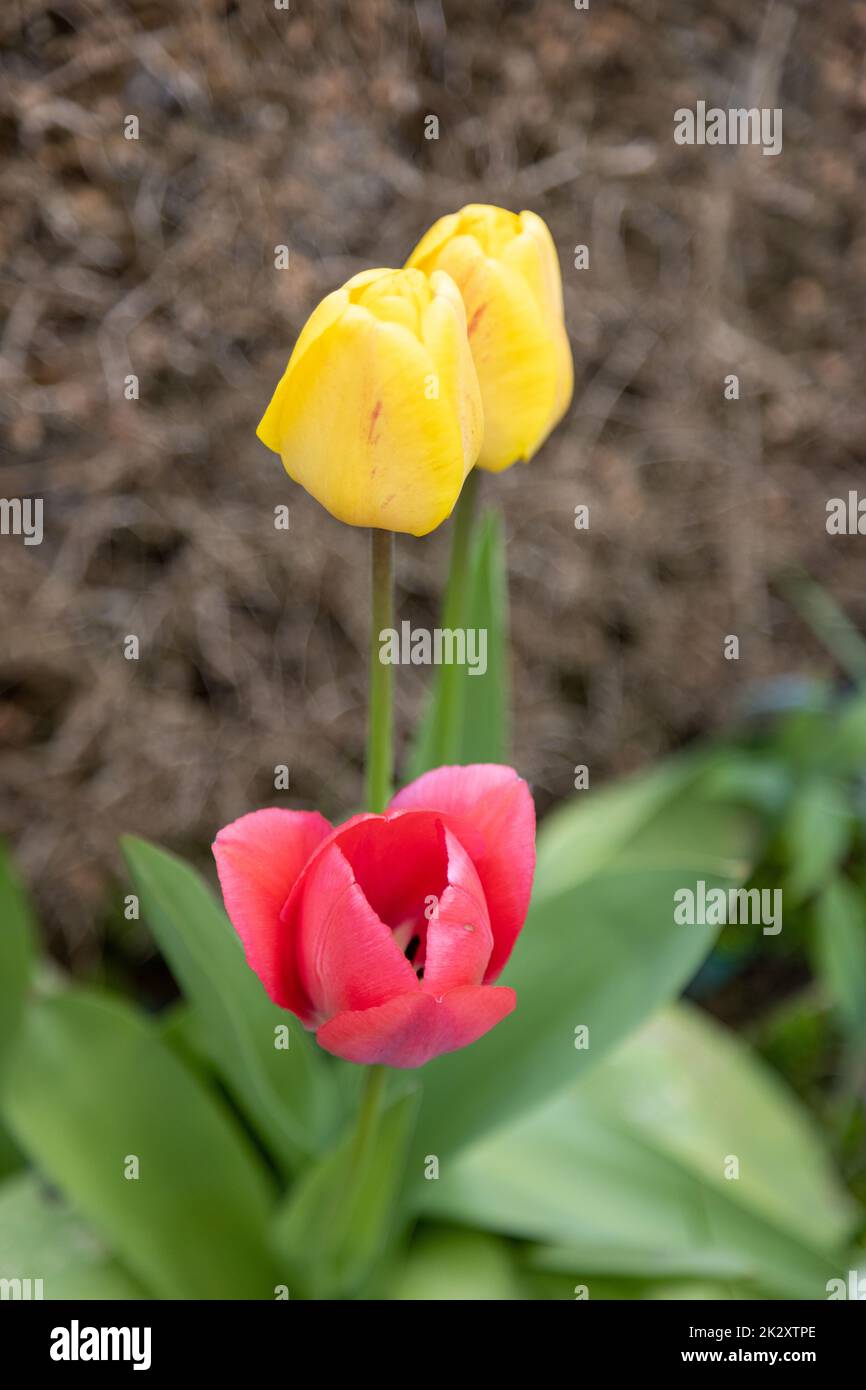 Rote und gelbe Tulpen auf einem Bett im Garten Stockfoto