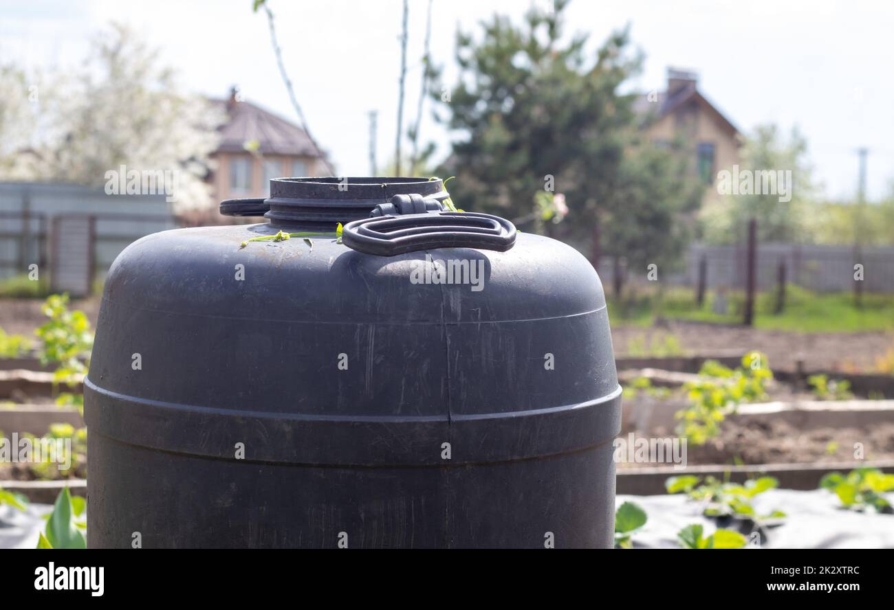 Großer schwarzer Kunststofffass mit Wasser im Sommergarten. Regenwassertank im Garten, heißer Sommertag. Fässer zum Bewässern des Gartens. Stockfoto