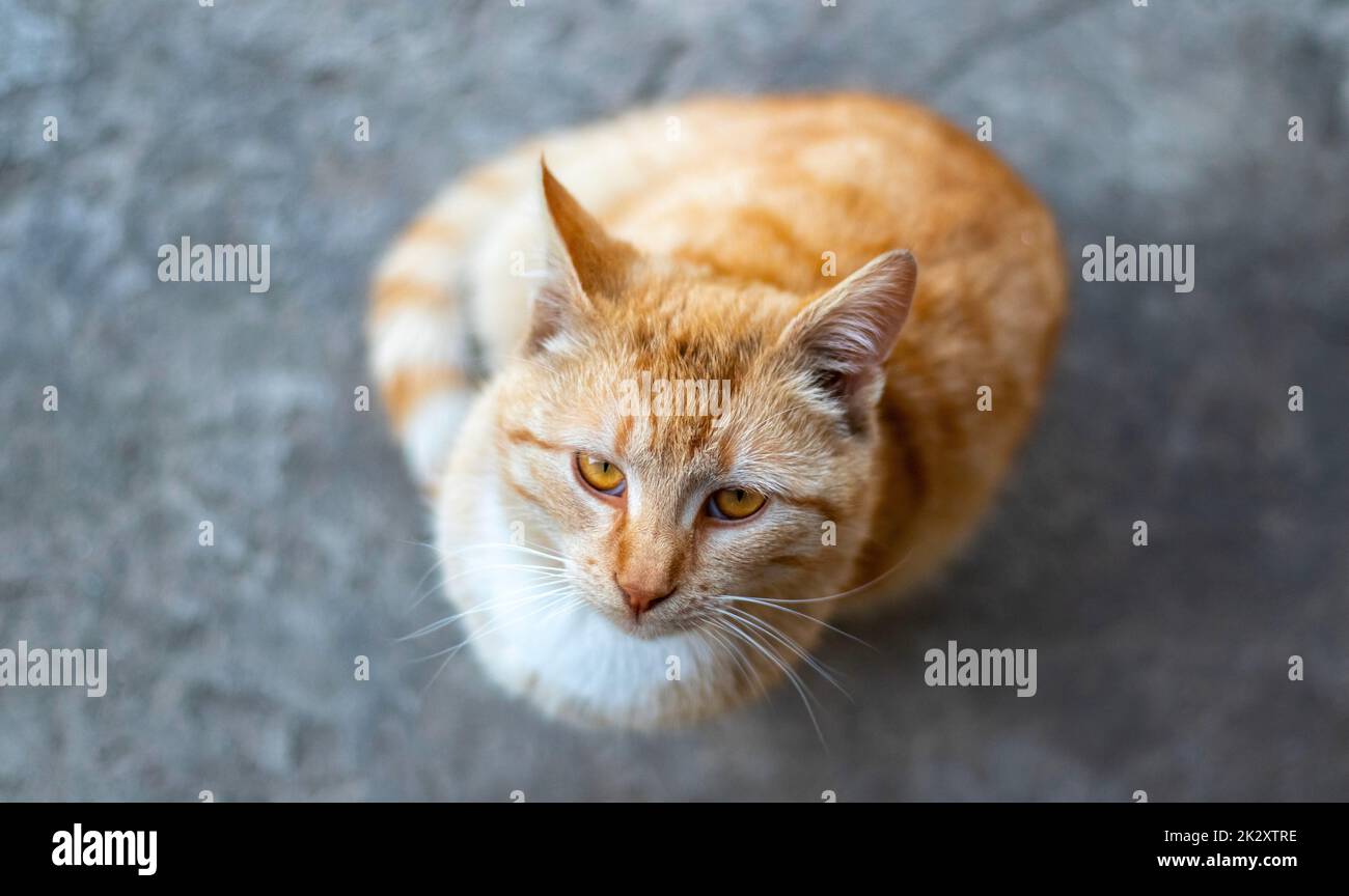 Eine rot gestreifte junge Katze, die auf dem Boden sitzt, schaut nach oben und fragt nach Essen. Draufsicht, Weichzeichnerfokus, flach liegend. Stockfoto