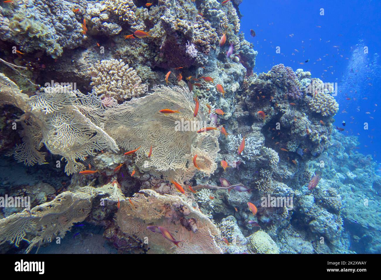 Farbenfrohe Korallenriffe am Boden des tropischen Meeres, gelbe Gorgonien und Fischanthias, Unterwasserlandschaft Stockfoto