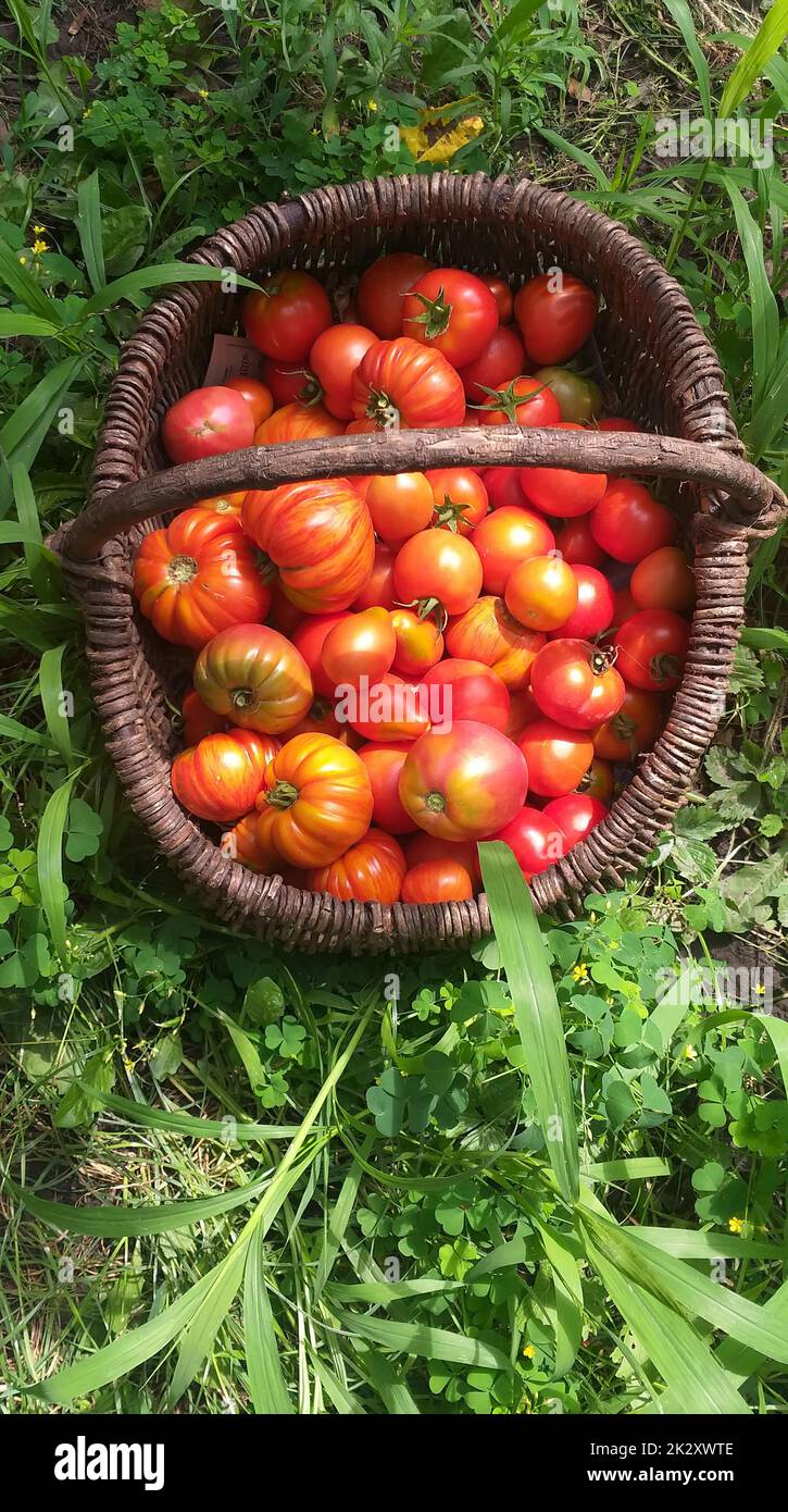 Ein alter Weinkorb mit roten reifen Tomaten steht zwischen dem grünen Gras, Draufsicht Stockfoto