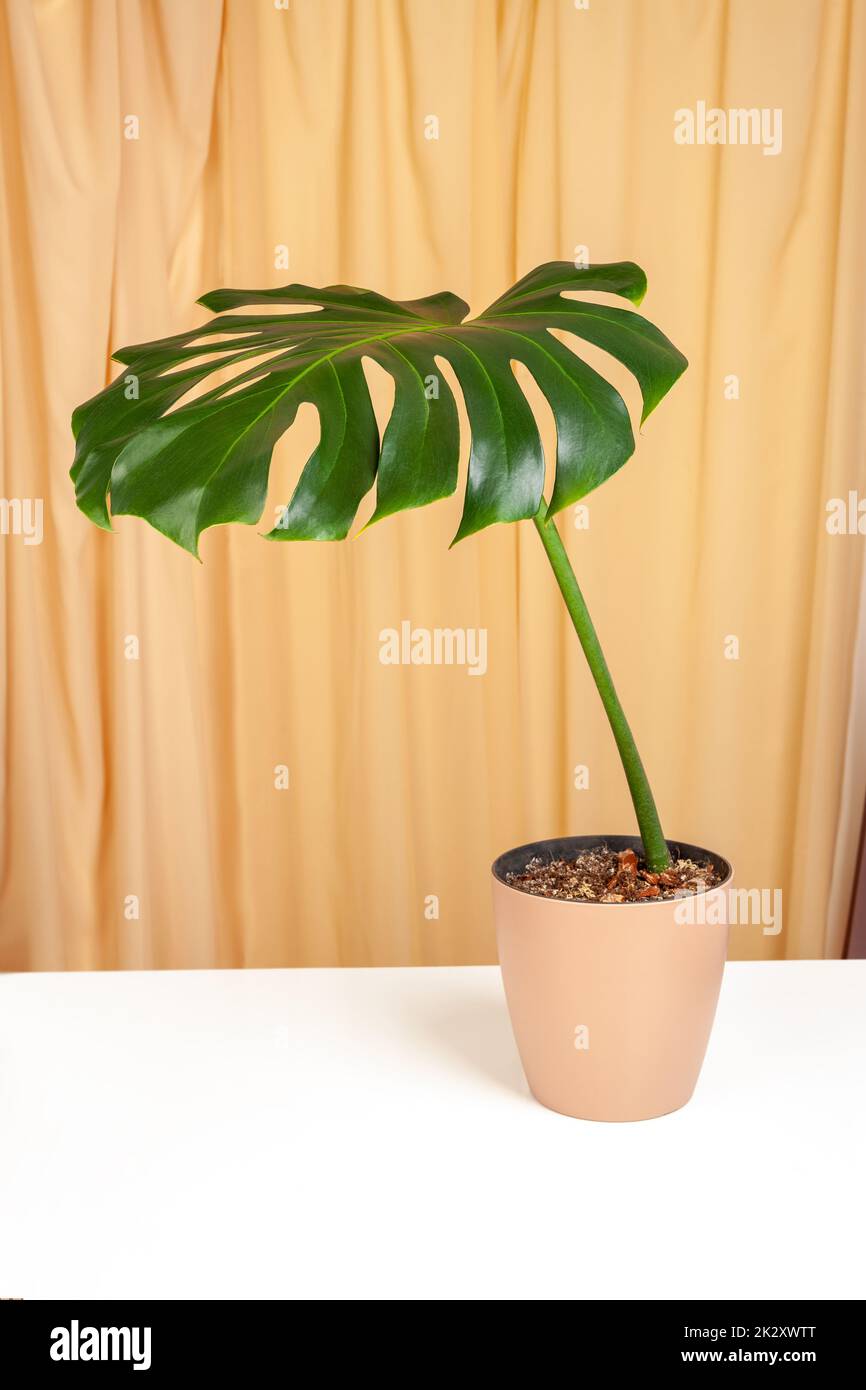 Monstera-Deliciosa-Pflanze in braunem Platiktopf Stockfoto