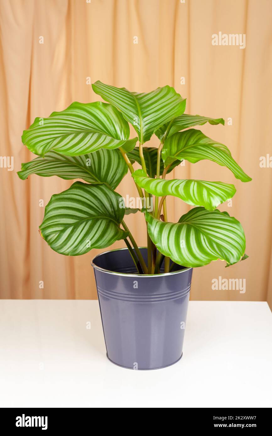 Calathea orbifolia-Pflanze im Topf isoliert auf Stoffvorhanghintergrund  Stockfotografie - Alamy