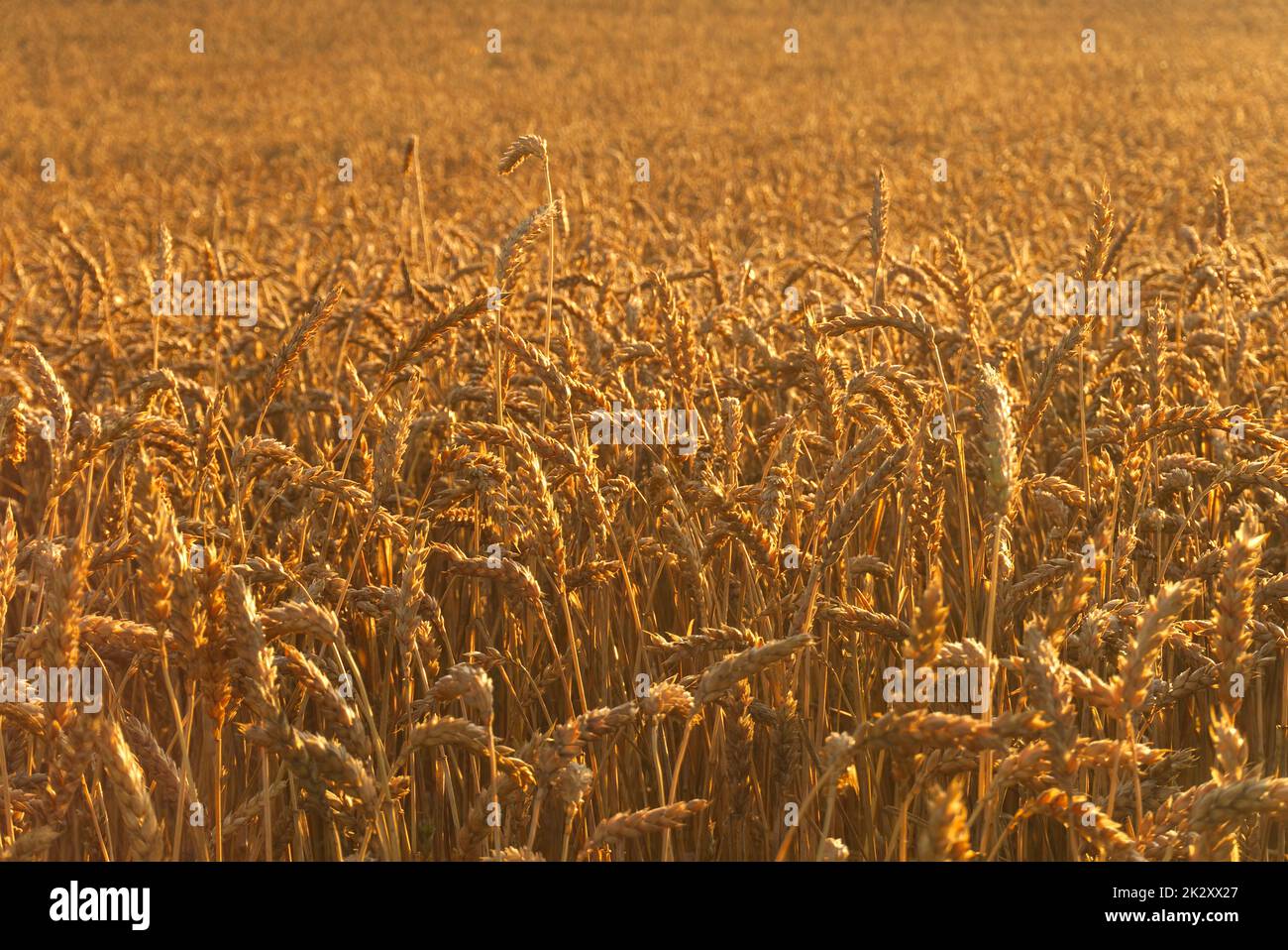 Ein Feld reifer Weizenohren mit Hintergrundbeleuchtung, in goldenem Glanz gebadet Stockfoto