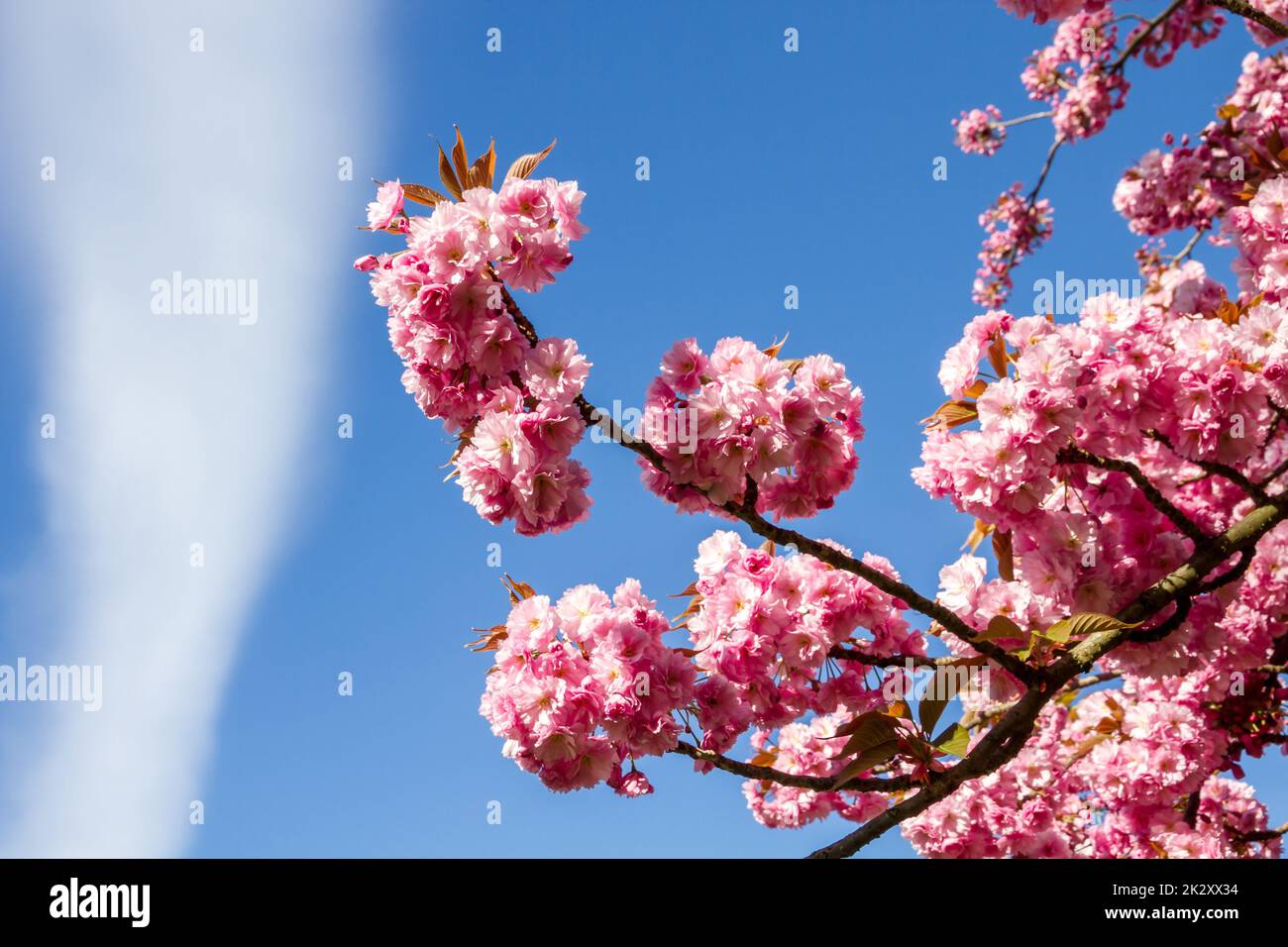 Japanische Kirschblüte verzweigt im Frühling Stockfoto