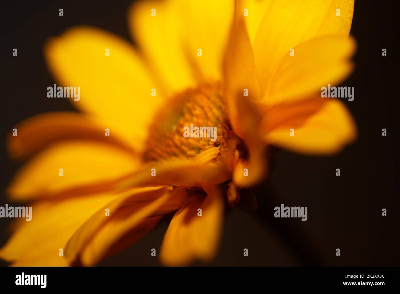 Gelbe Blütenblüte Nahaufnahme botanischer Hintergrund Heliopsis helianthoides Family compositae großes Metall druckt hochwertige Naturbilder Stockfoto